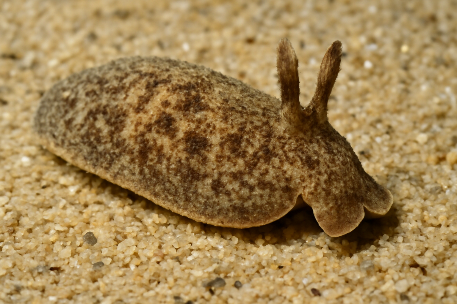 Sand-dwelling Sea Slug