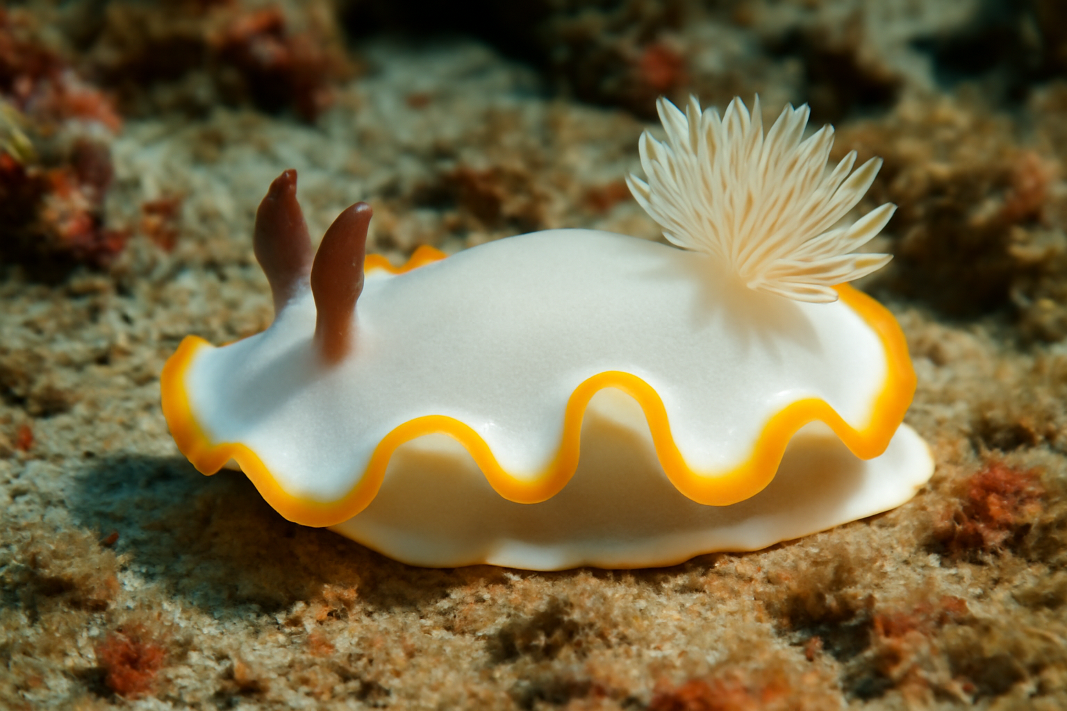 Elegant Sea Slug