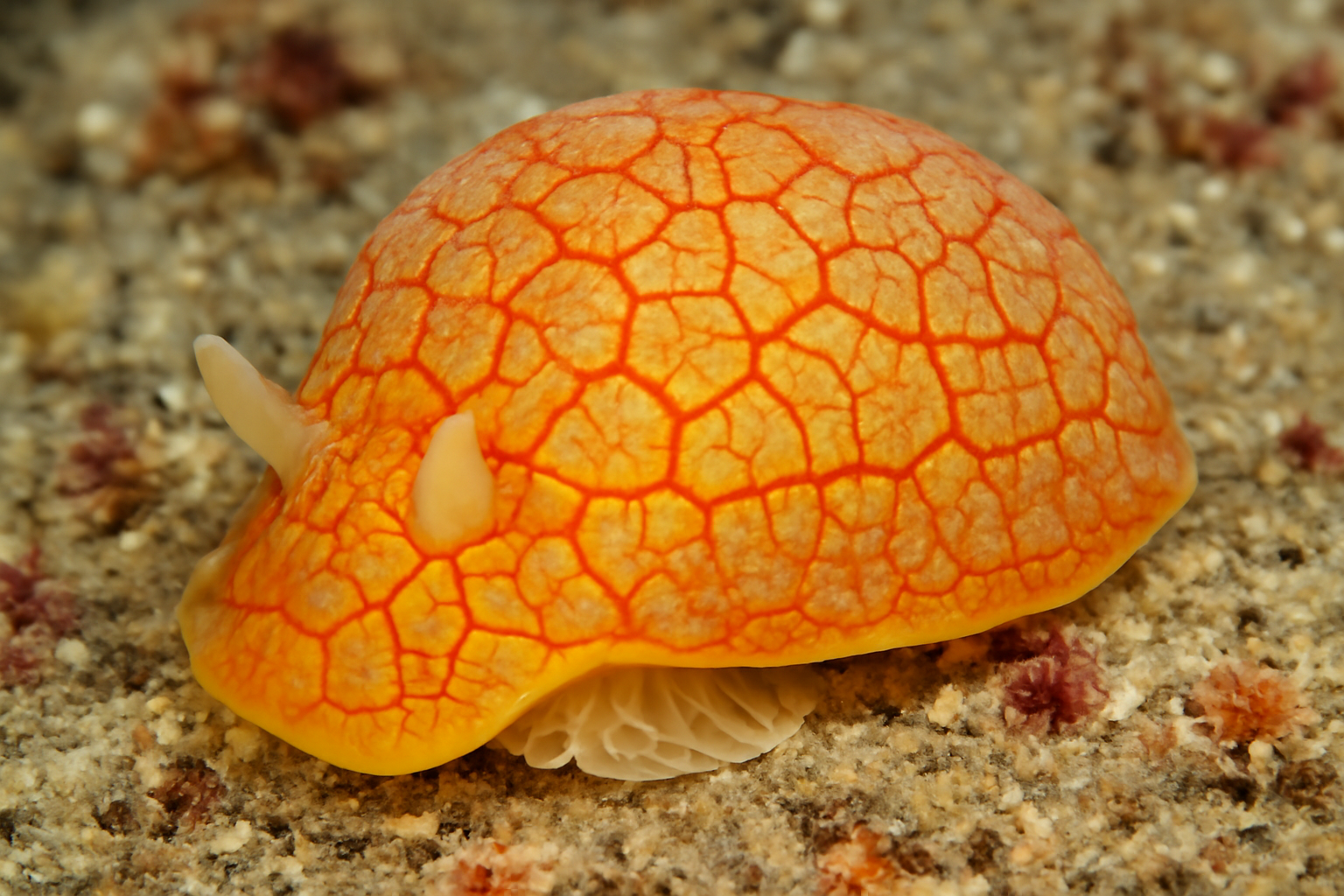 Ornate Berthellina