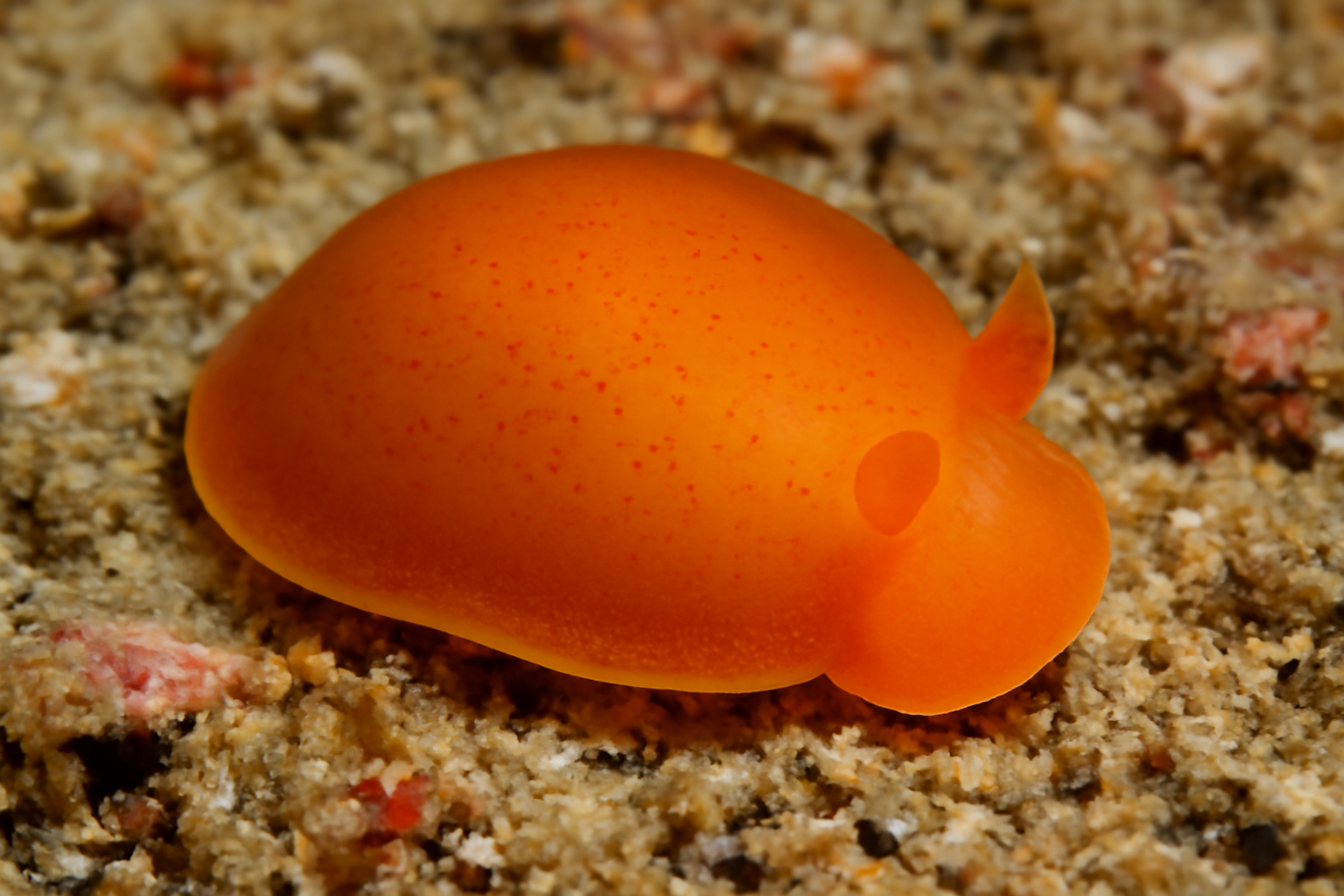 Rounded Berthellina