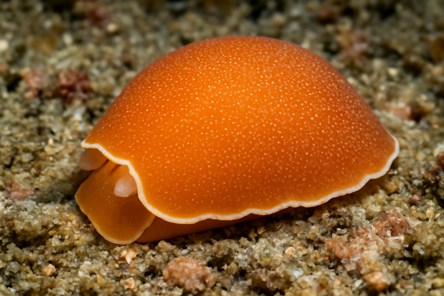 Edged Berthellina
