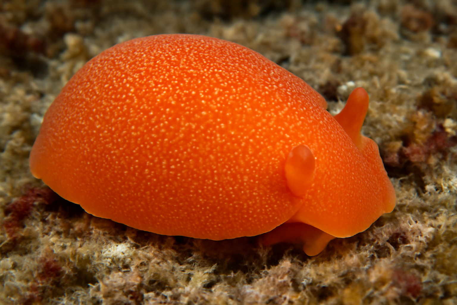 Granulated Berthellina