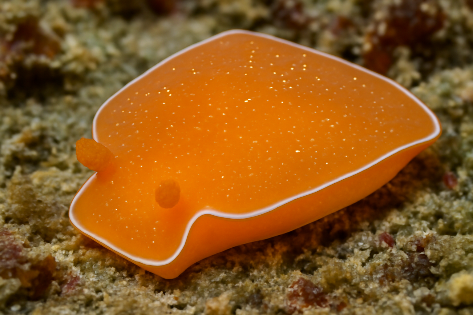 Quadrangular Berthellina