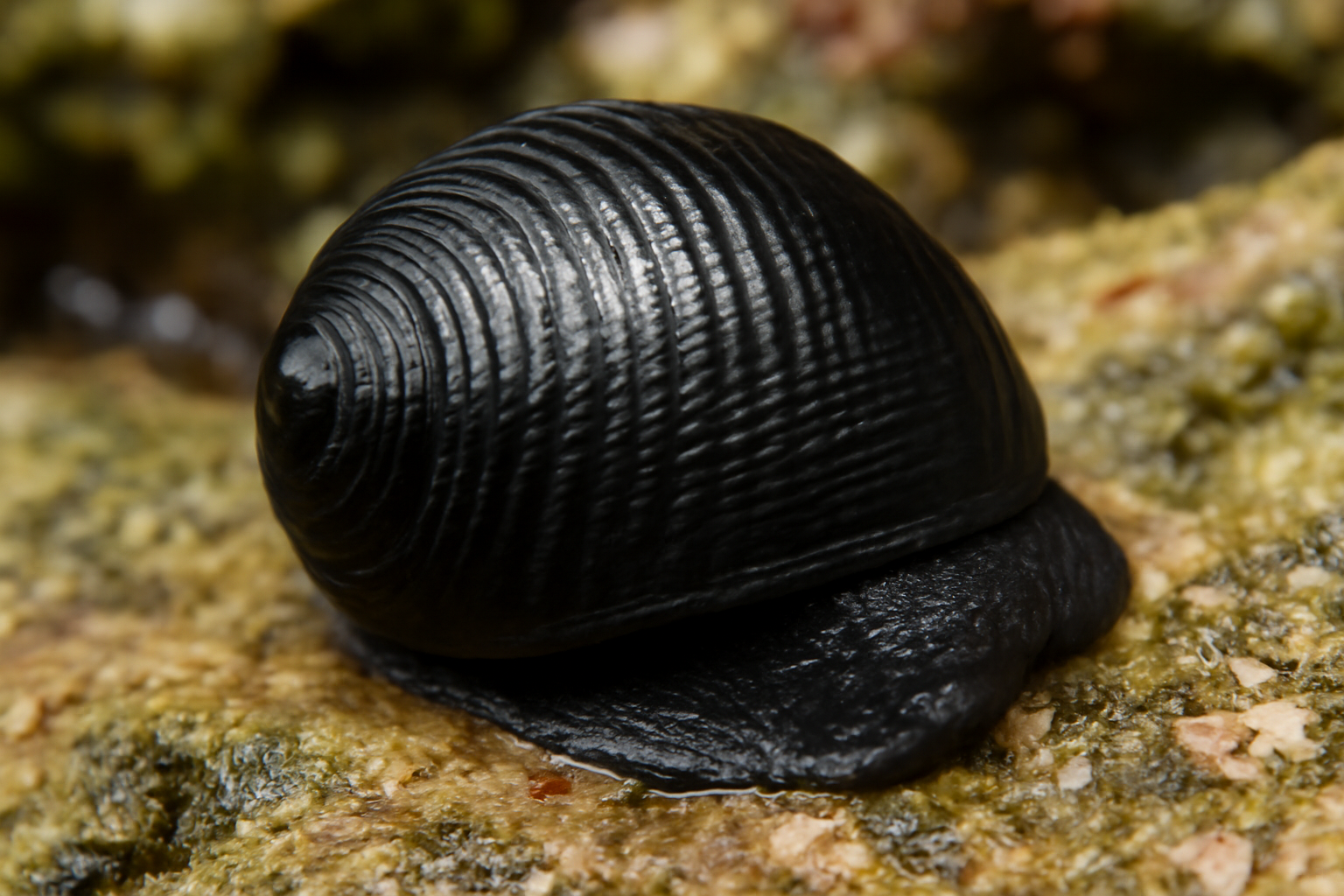 Black Nerite