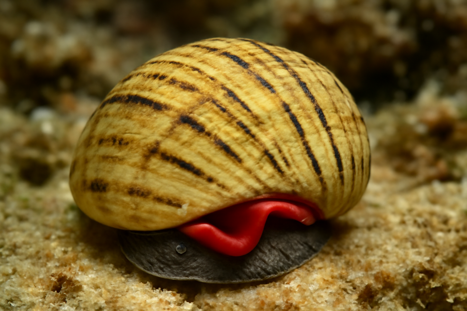 Bleeding Tooth Nerite