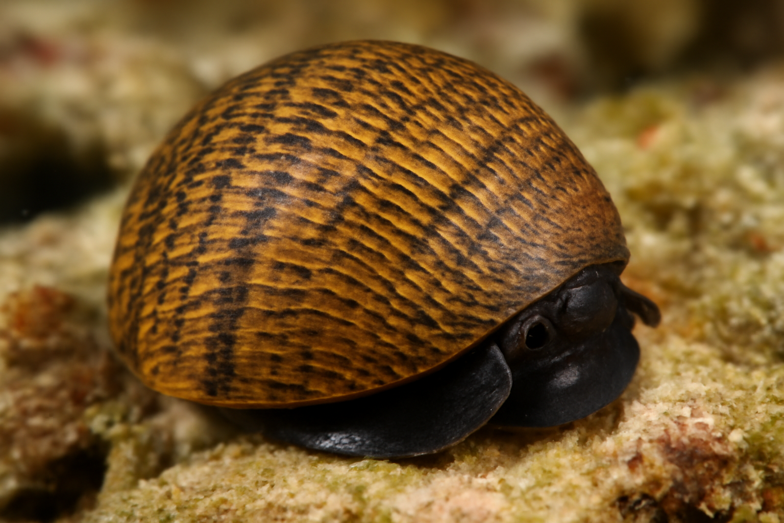 Four-toothed Nerite