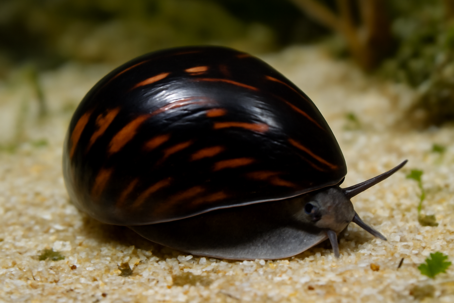 Polished Nerite