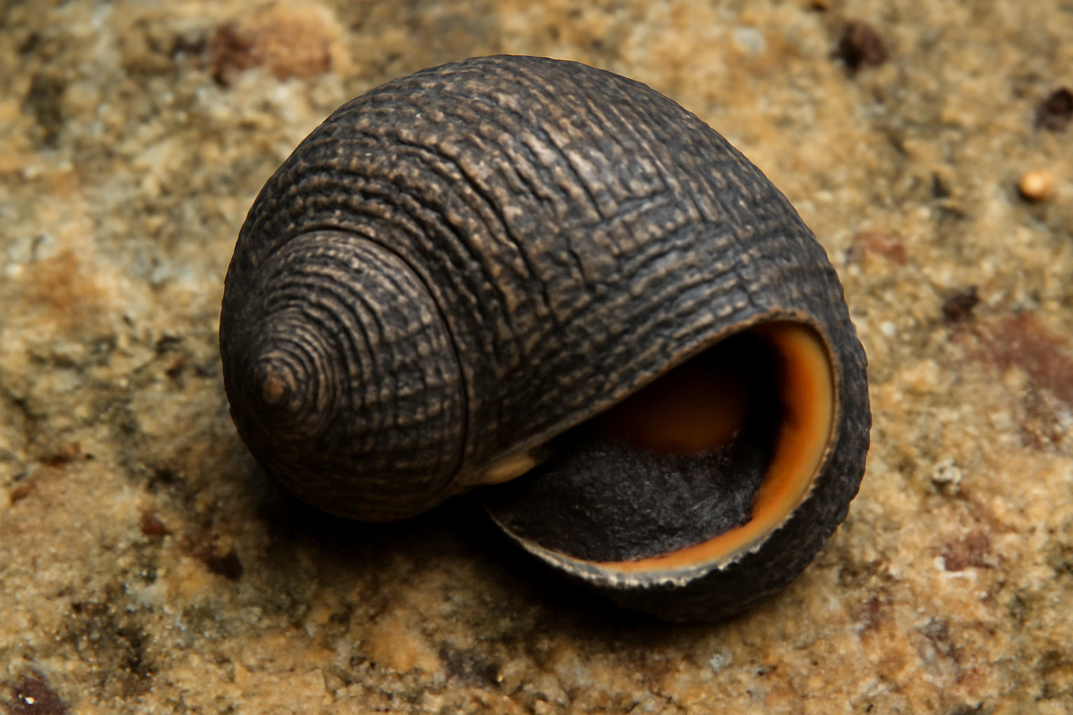 Nerita insculpta