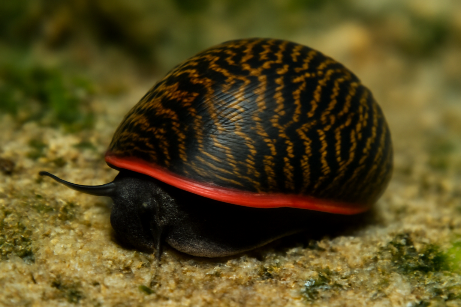Red-rimmed Nerite
