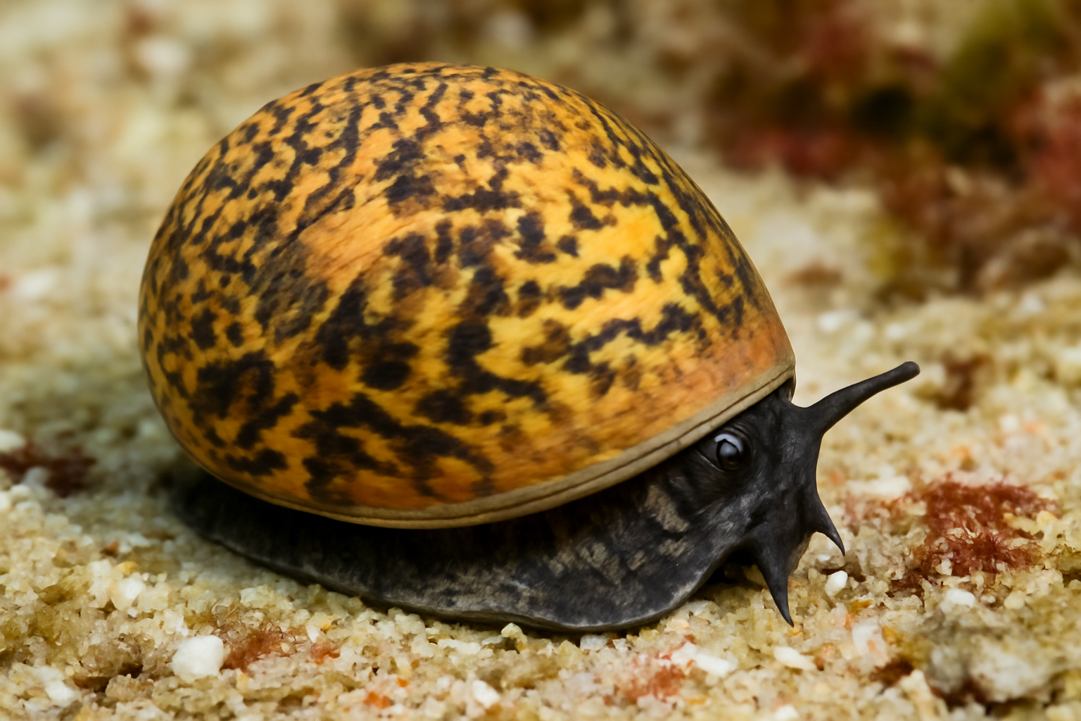 Variable Nerite