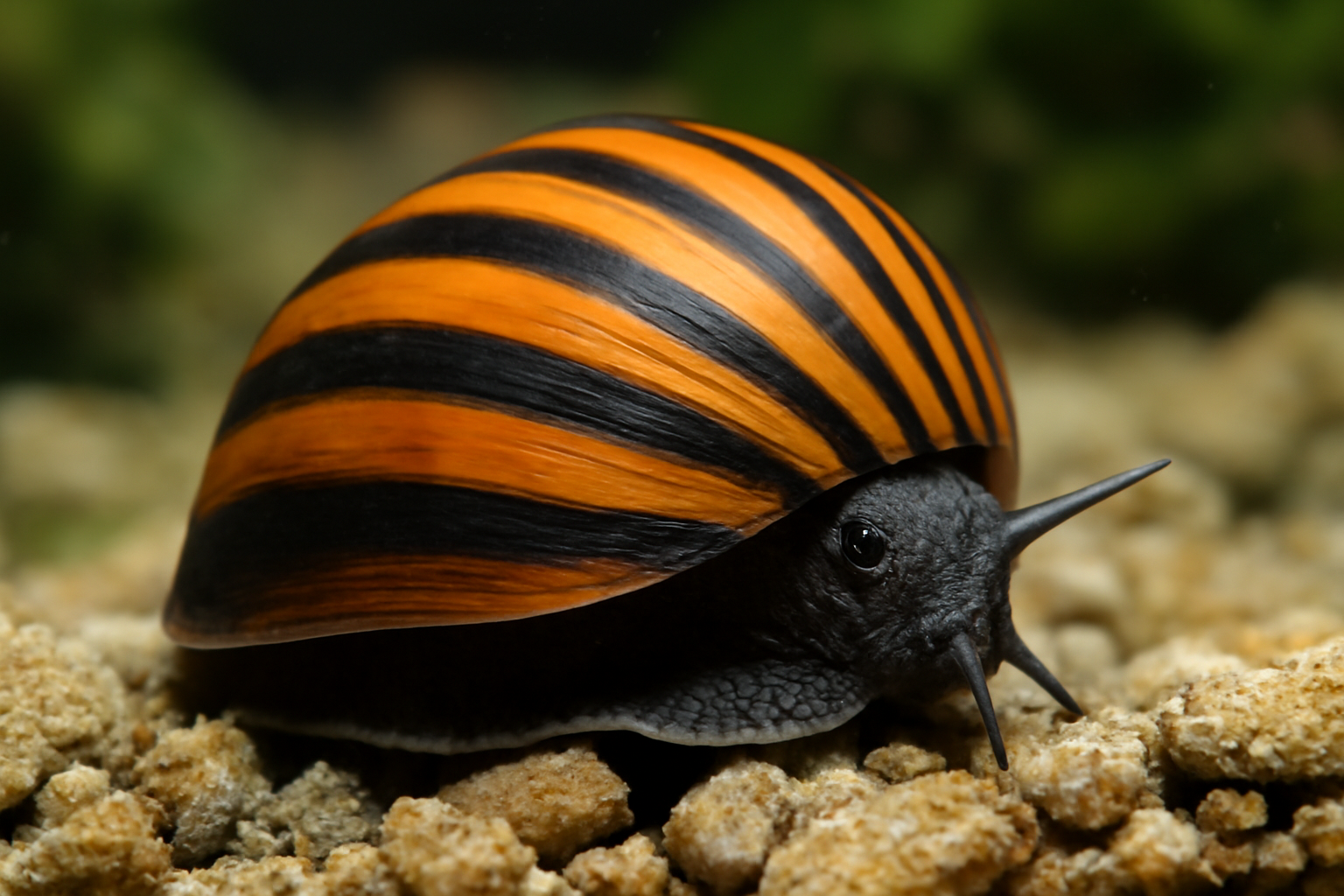 Tricolor Nerite
