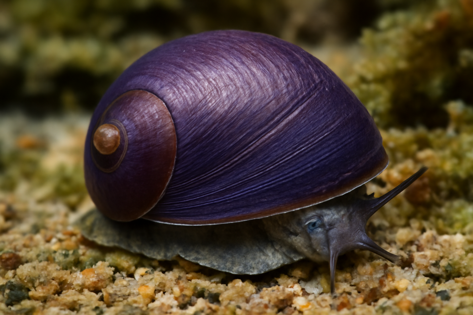 Violet Nerite