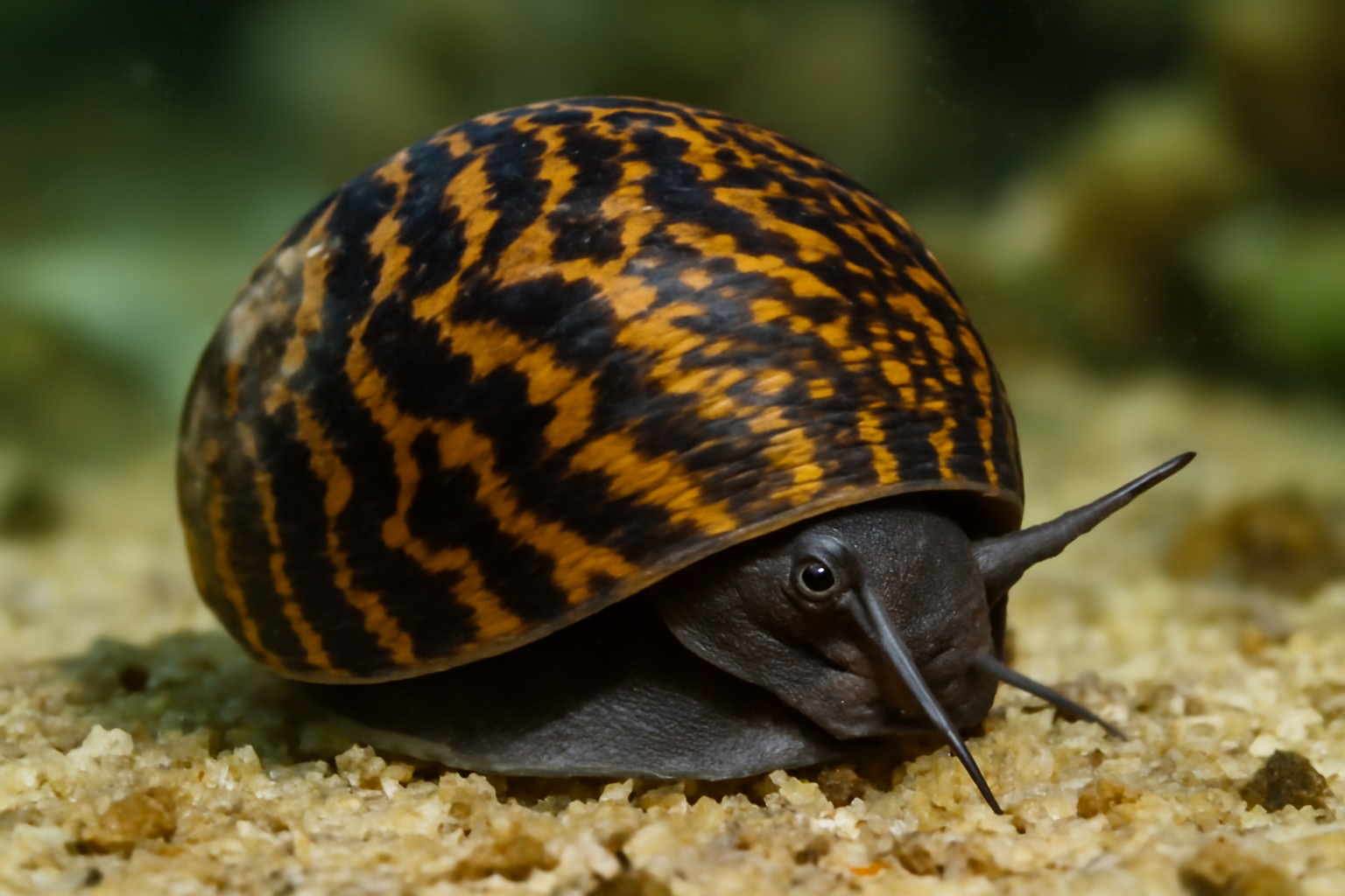 Nerite Snail