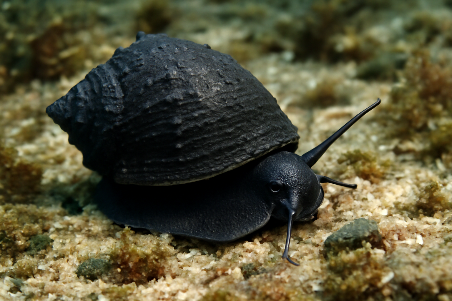 Black Sea Snail