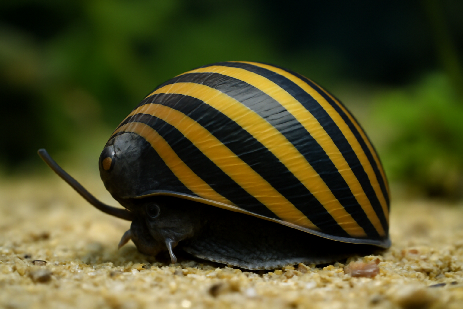 Striped Nerite Snail