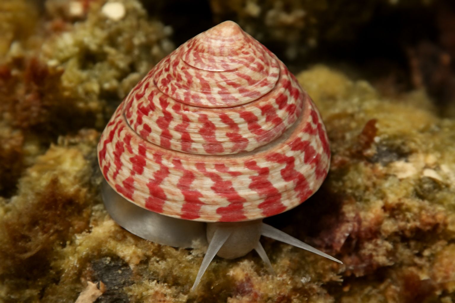 Painted Topshell