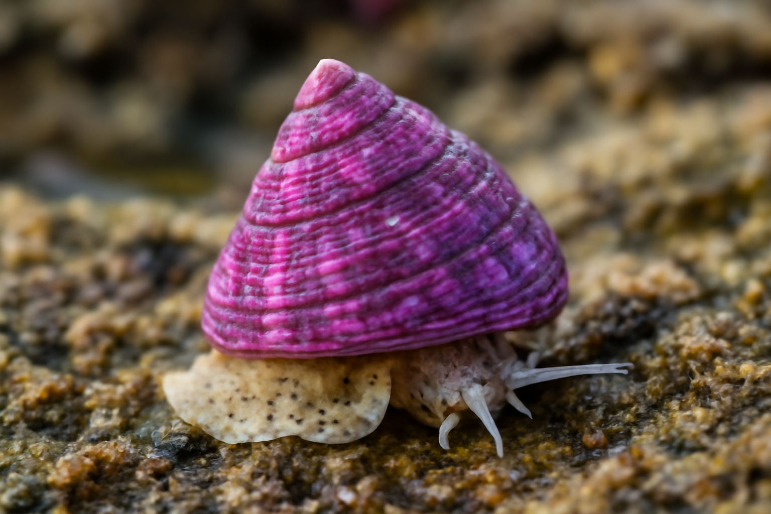 Purple Topshell