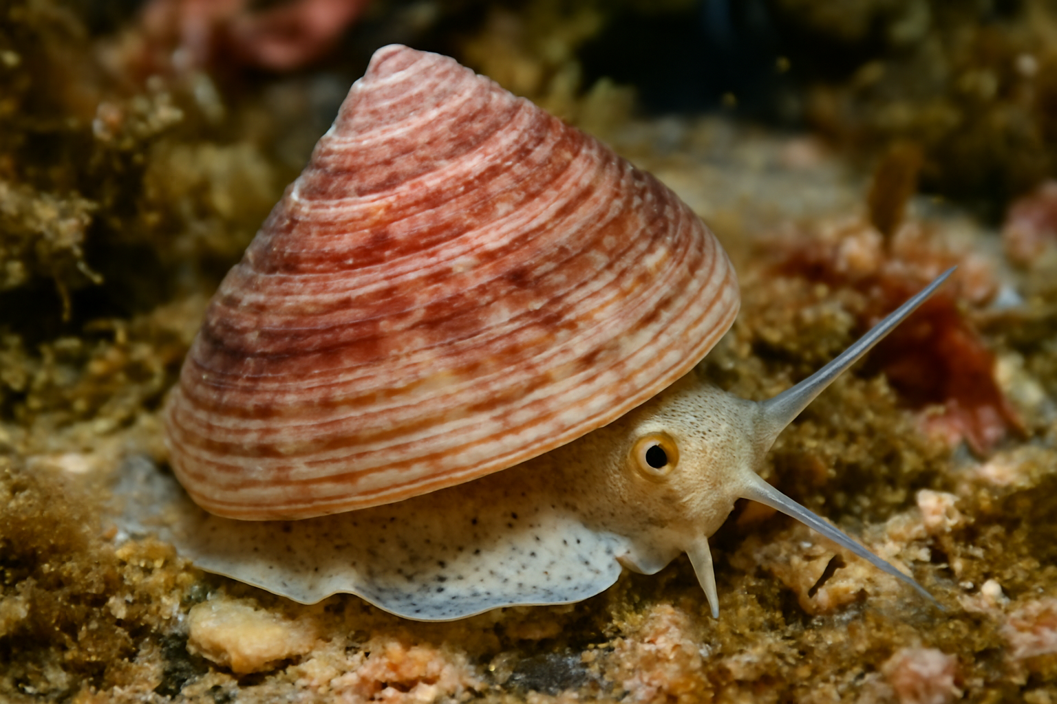 Arctic Topshell