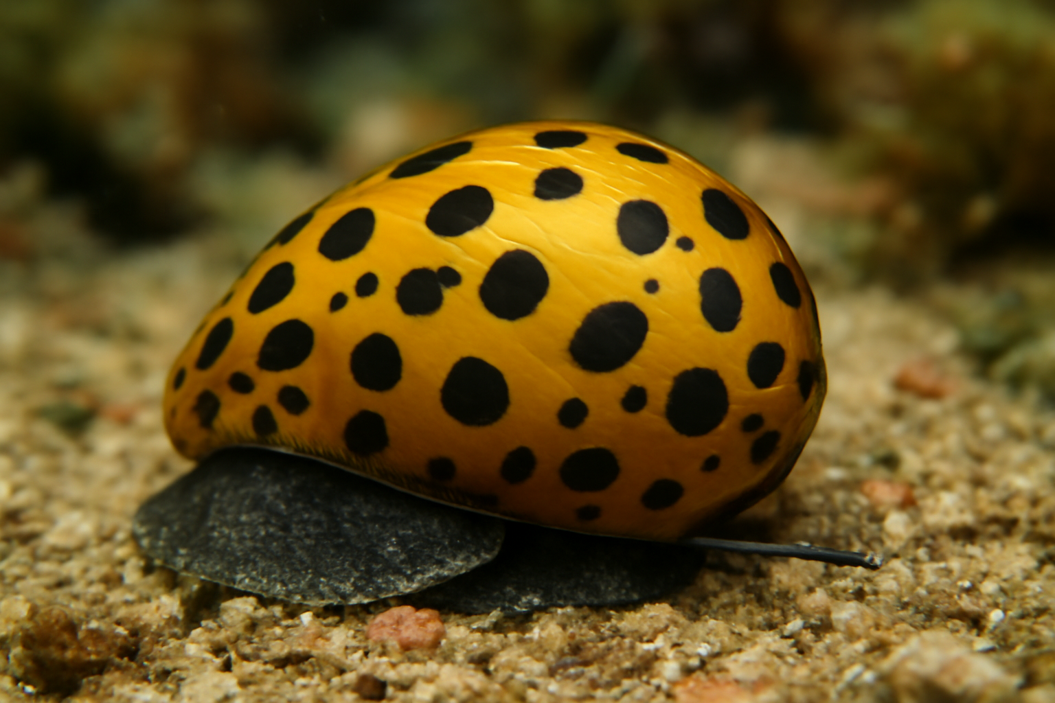 Spotted Nerite