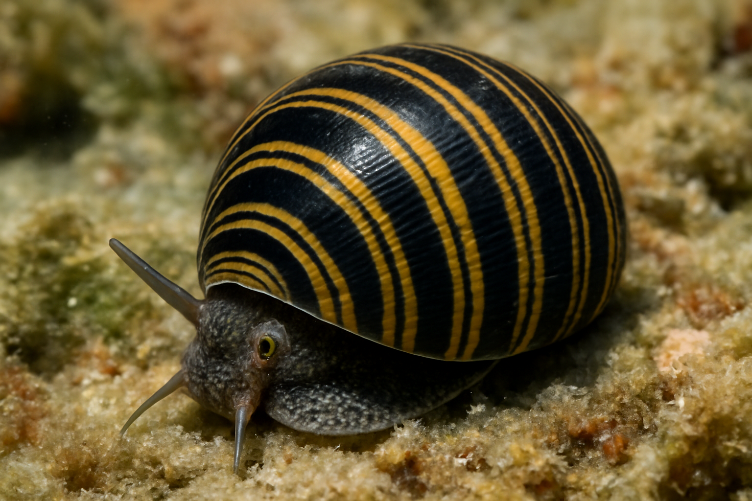 Striped Nerite