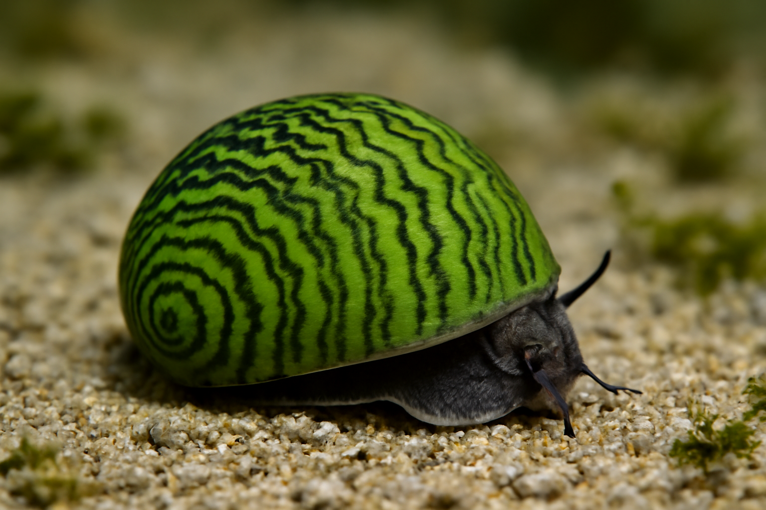 Emerald nerite