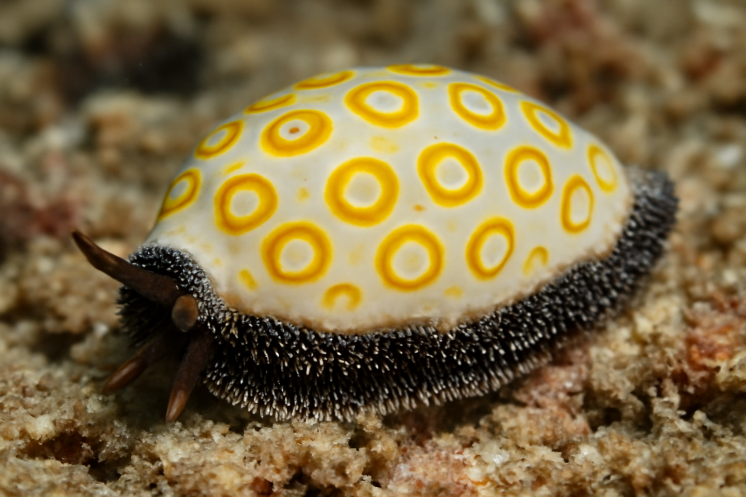 Yellow Ringed Cowrie