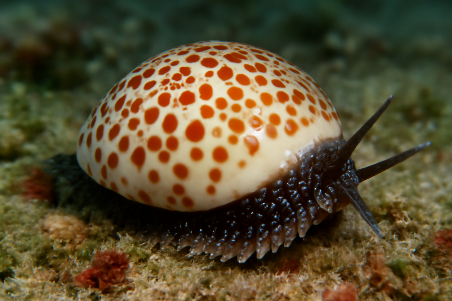 Porcelain Cowrie