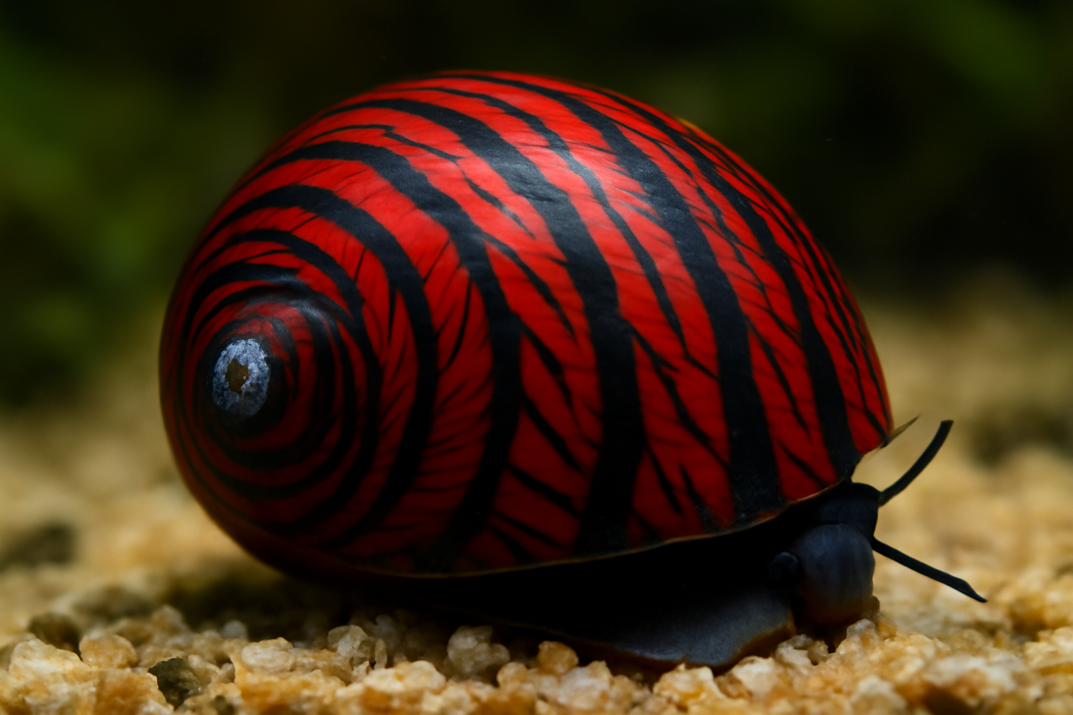 Red Racer Nerite