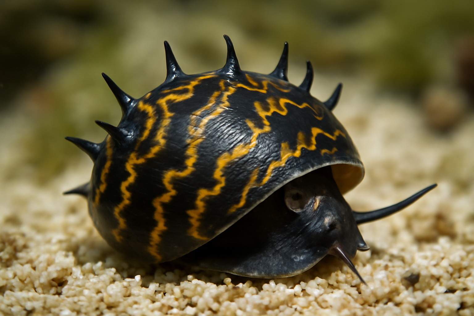 Horned Nerite