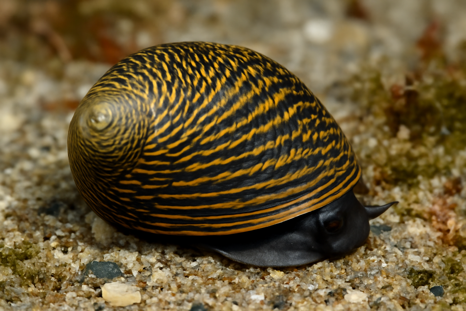 Radiated nerite