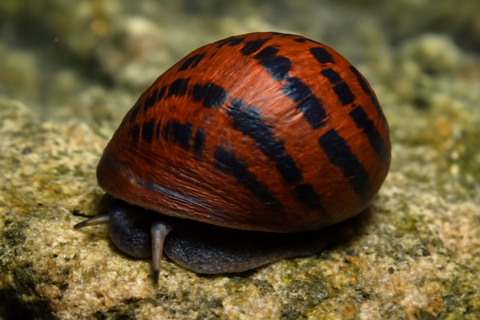 Hawaiian nerite