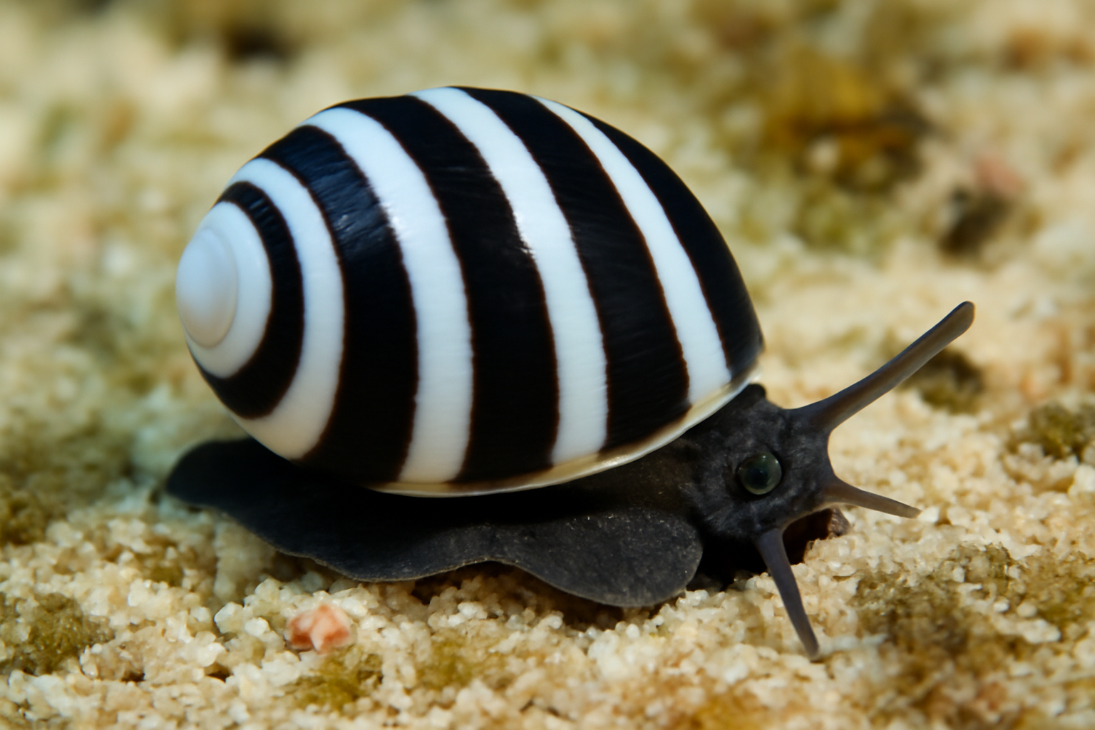 Puperita pupa