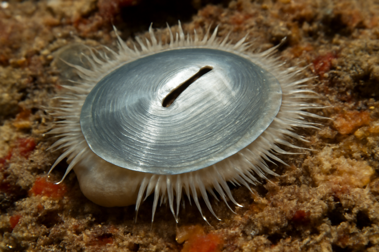 Silver butterfly slit limpet