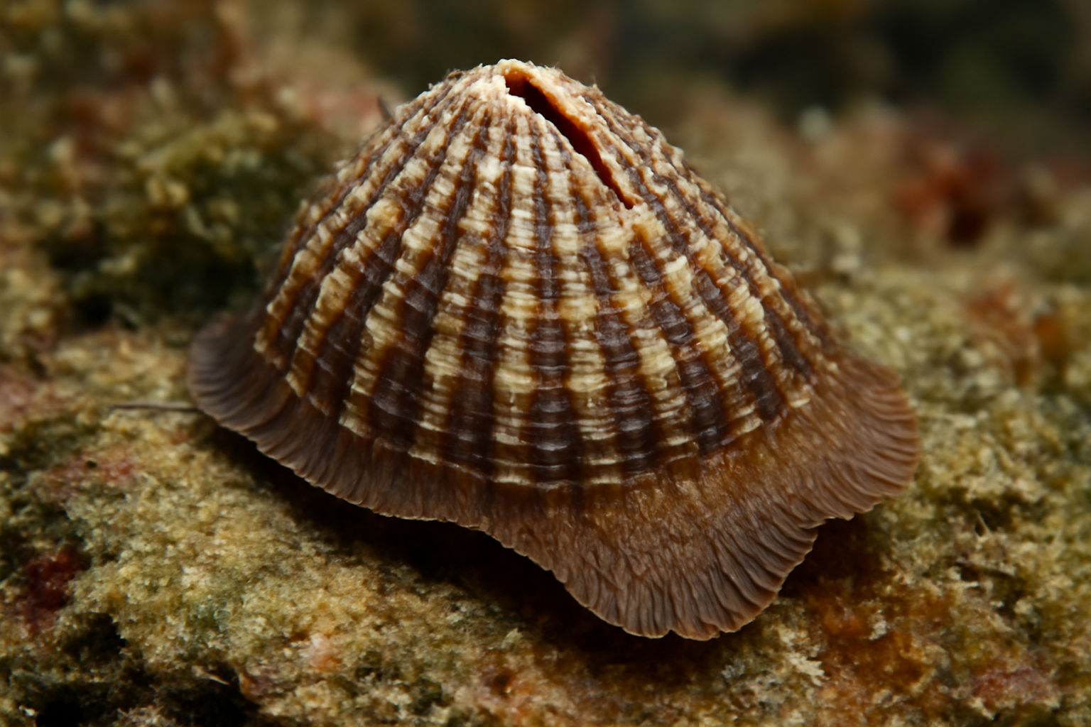 Brown butterfly slit limpet