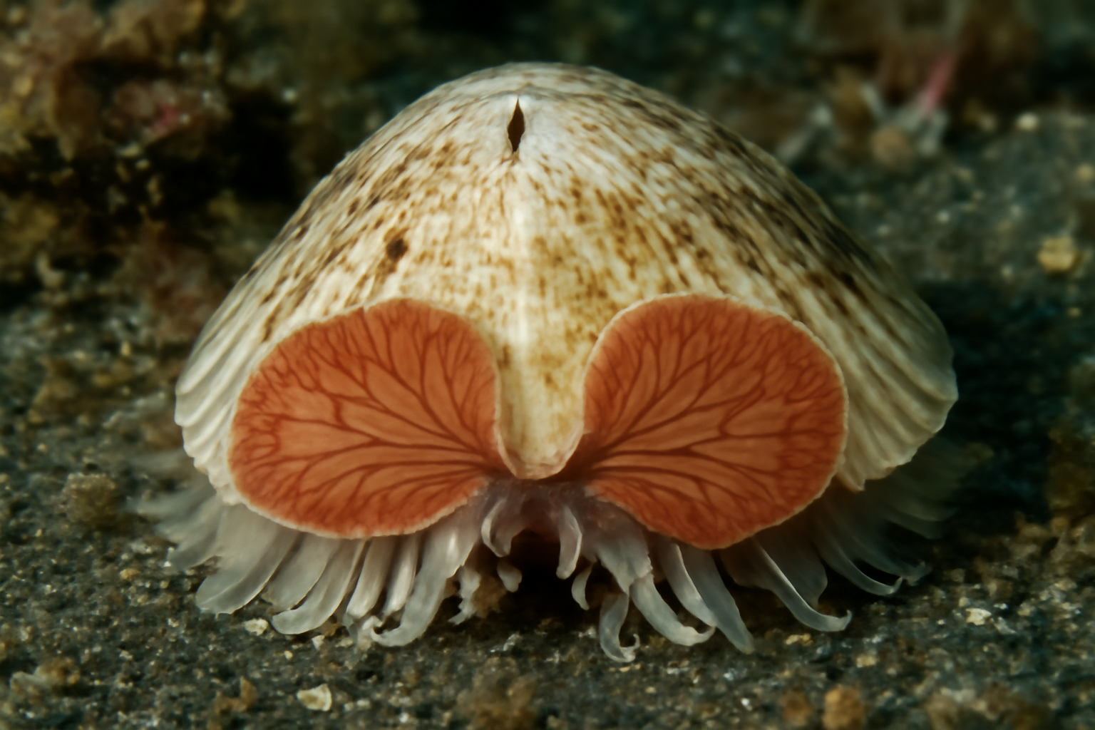Giant butterfly slit limpet