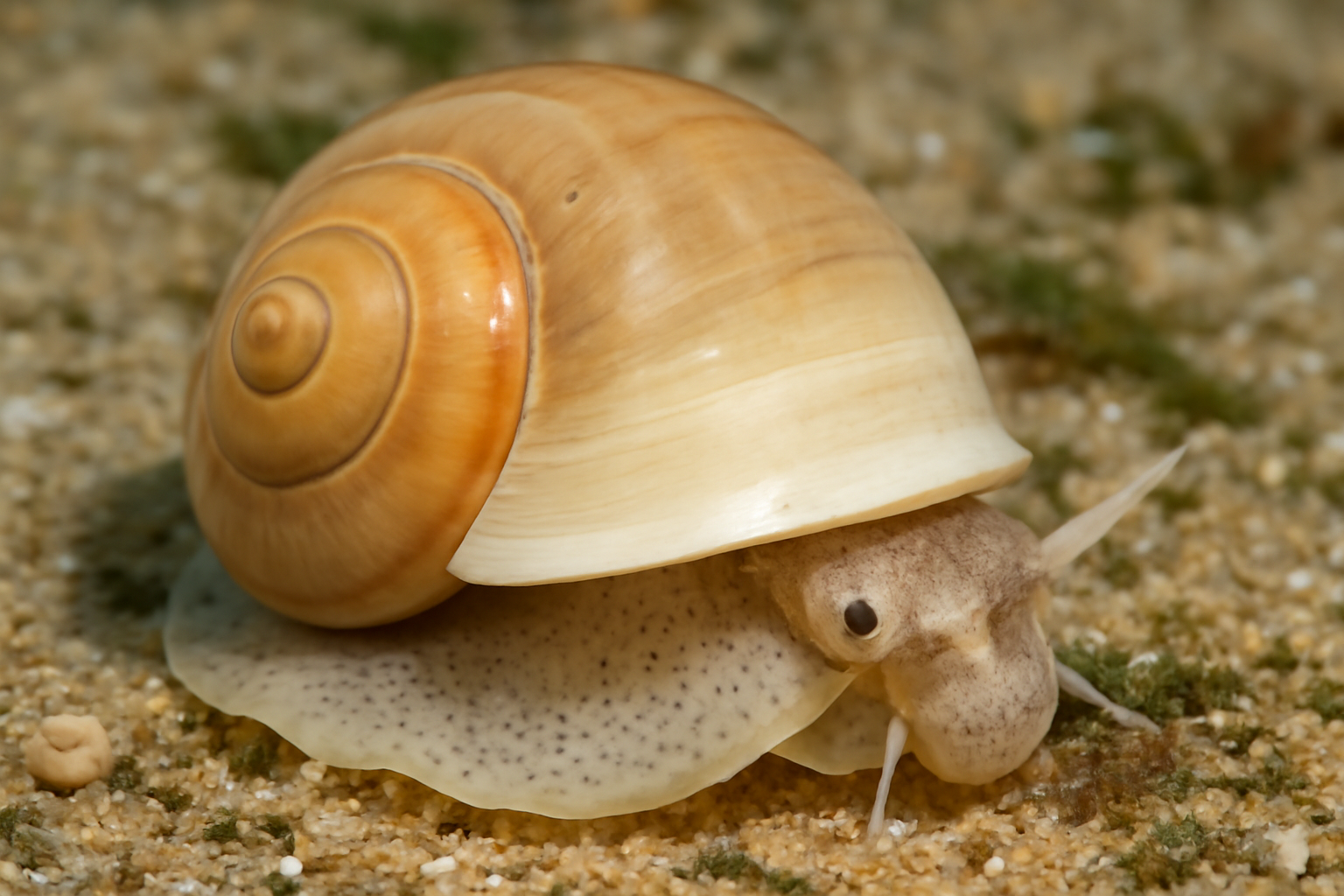 East Asian moon snail