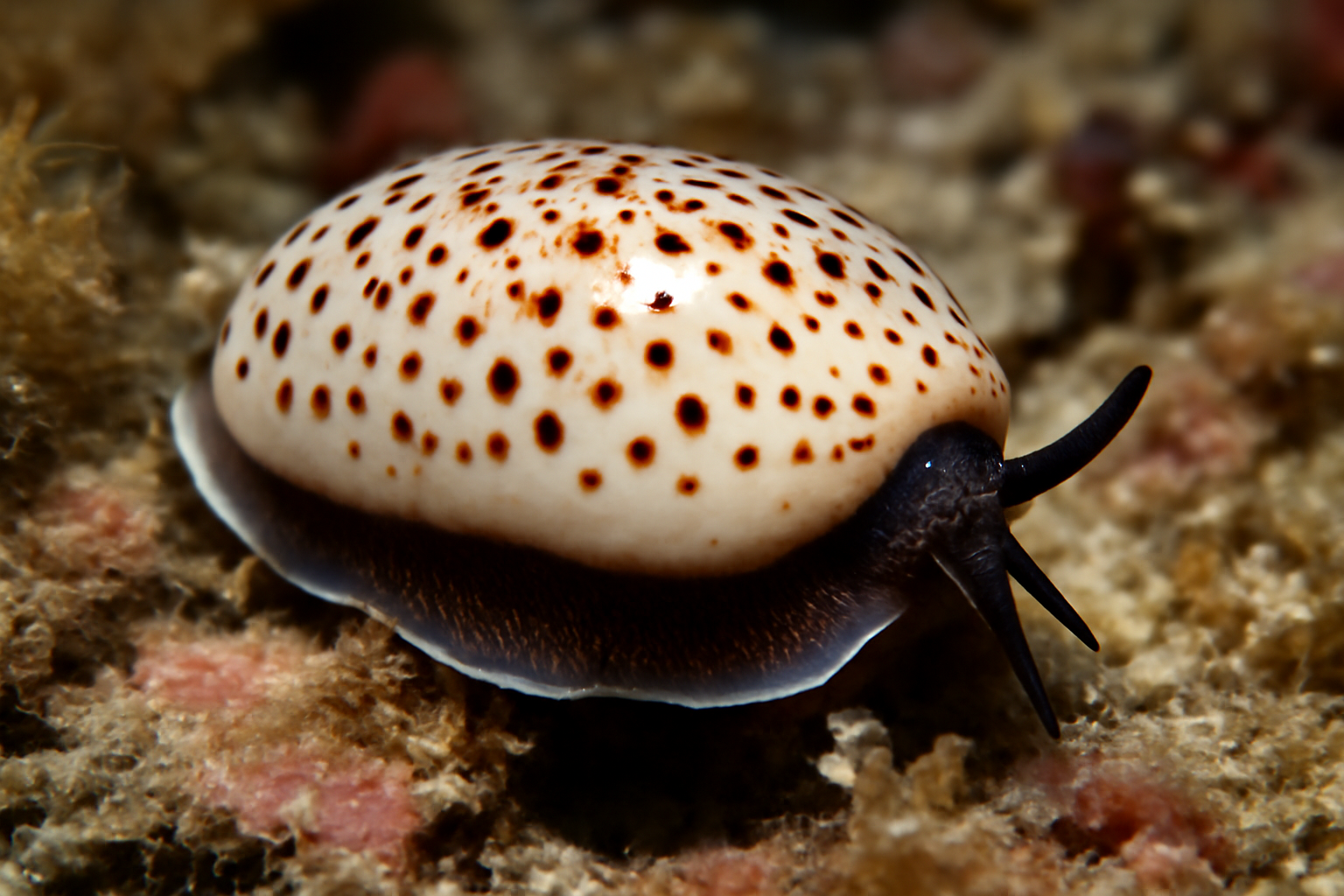False Cowrie