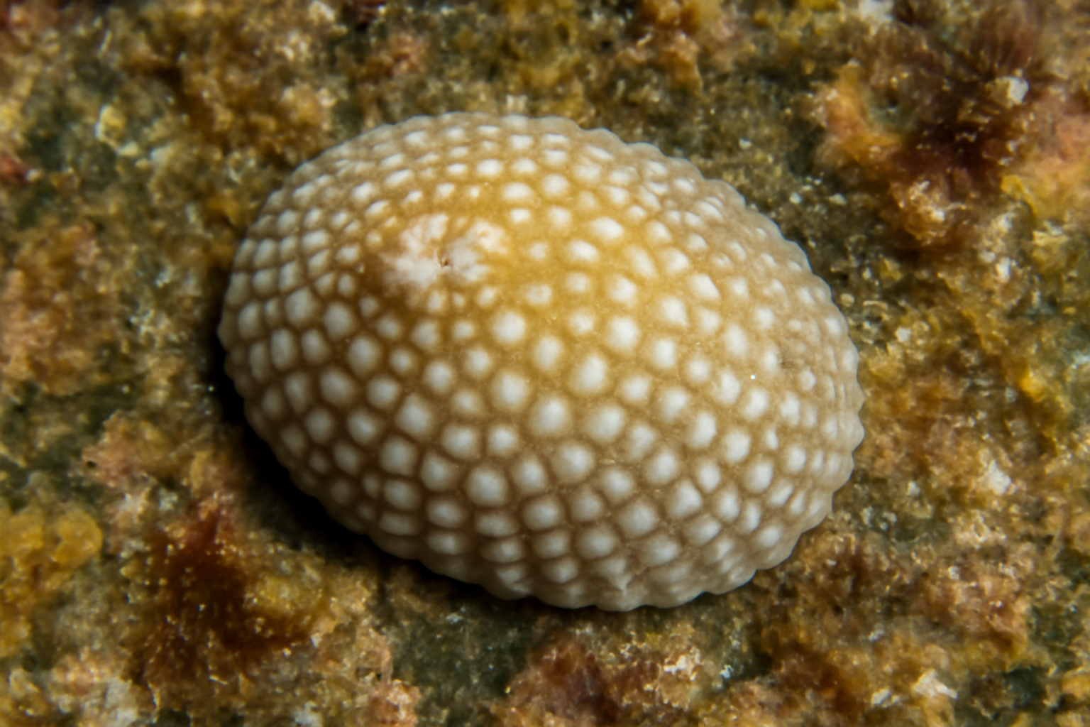 Eoacmaea pustulata