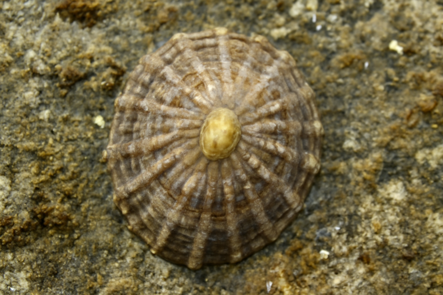Common Limpet