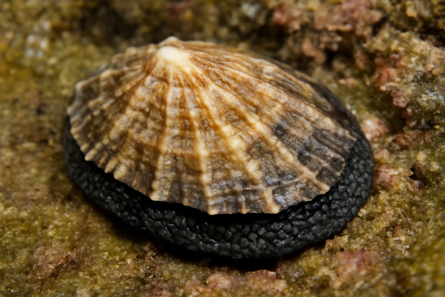 Black-footed Limpet