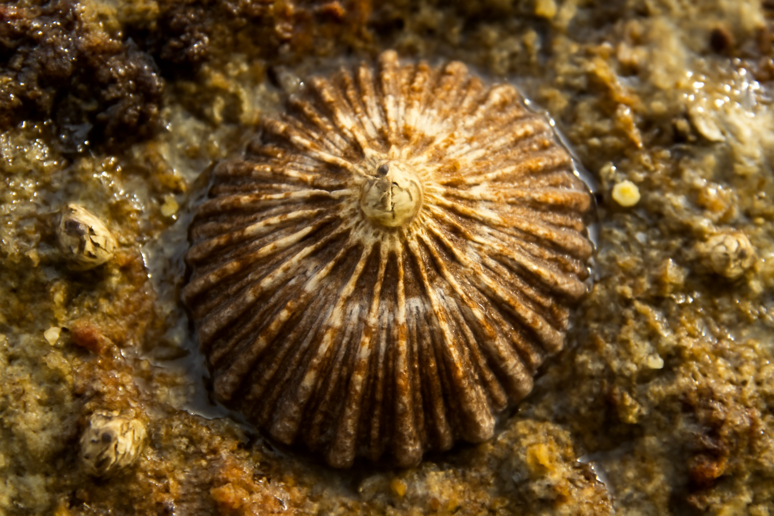 Ribbed Mediterranean Limpet