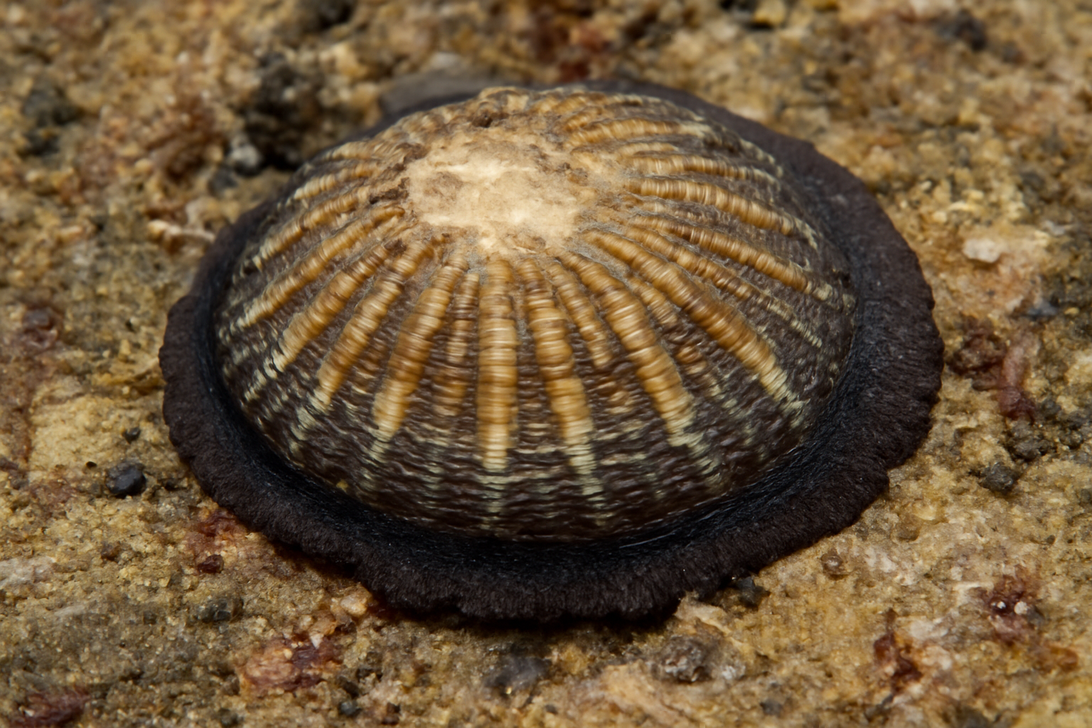 Giant Limpet