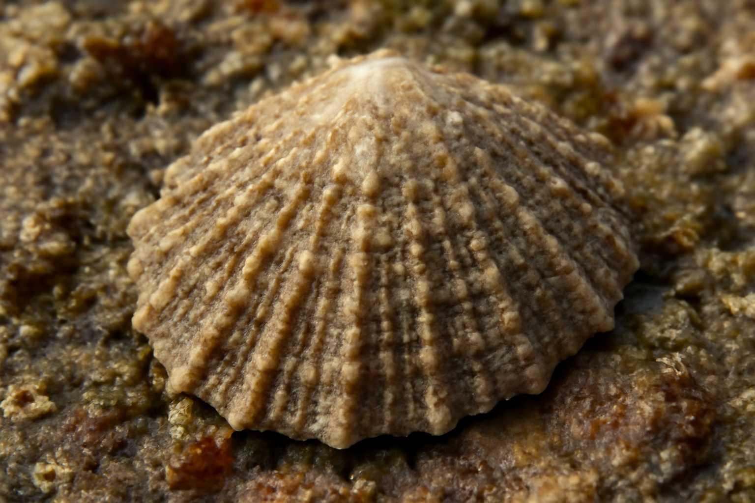 Rough Limpet