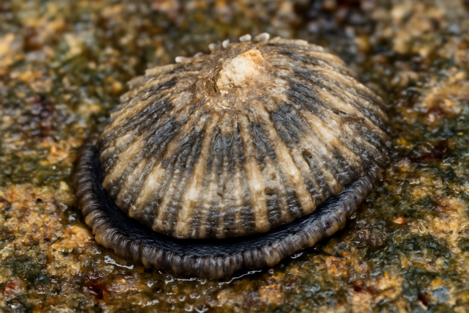 Wellington Limpet
