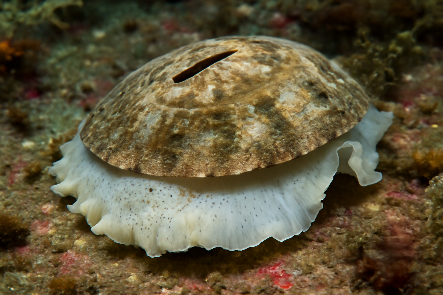 Giant Keyhole Limpet