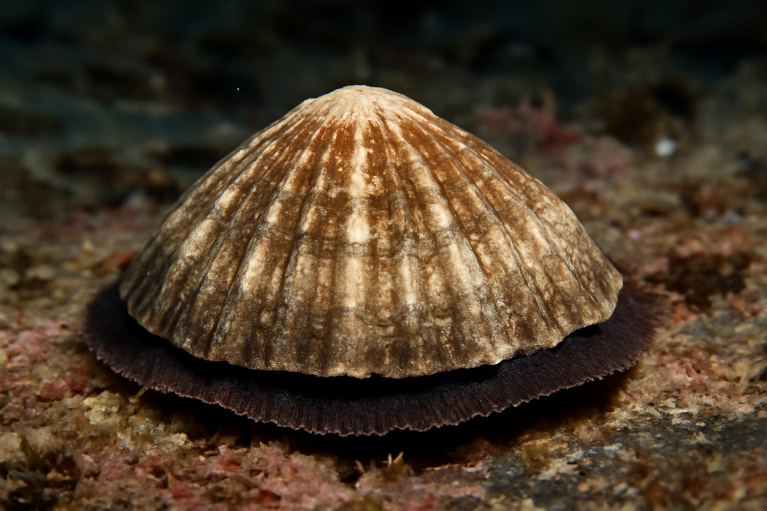 Titanic Limpet