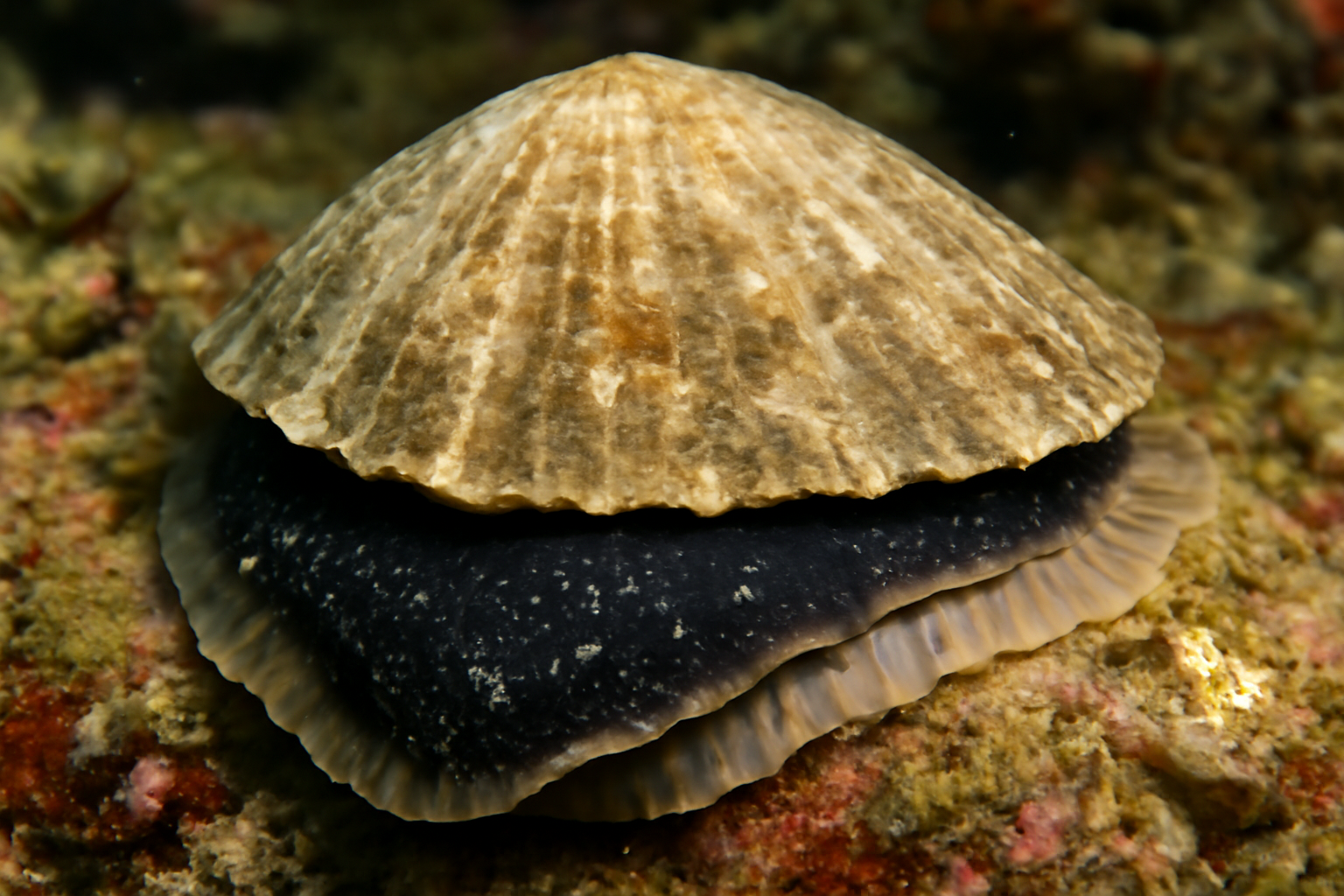 Giant Owl Limpet