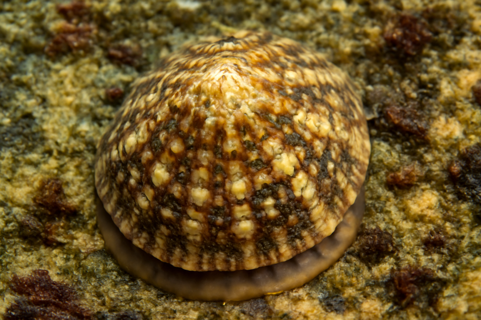 Tropical Tessellate Limpet