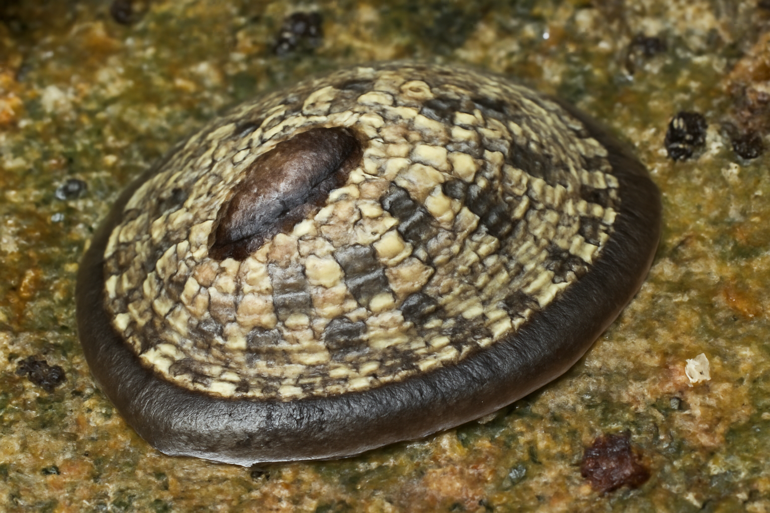 Giant Tessellate Limpet
