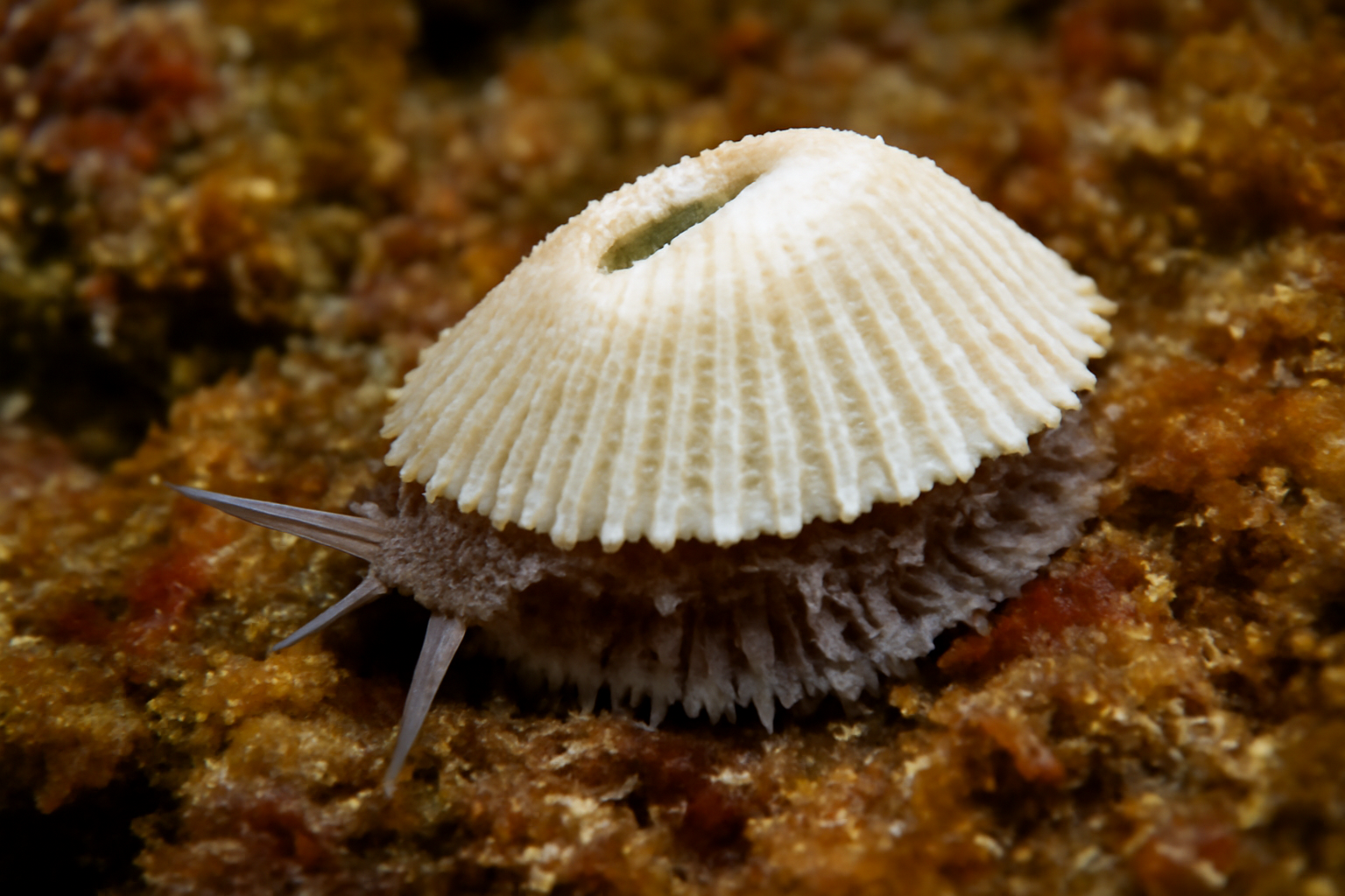 Emarginula fissura